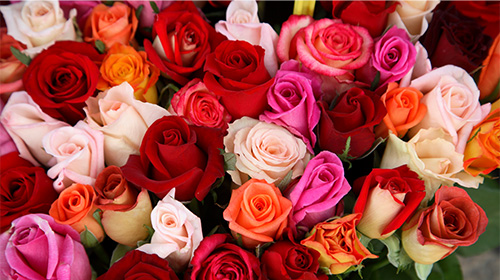 A imagem é uma foto. Rosas de diversas cores estão lado a lado, entre elas vermelhas, rosa-claro, branca e laranja