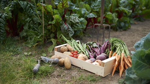 A imagem é uma foto. Em um ambiente externo, cercado por plantas e grama, uma caixa de madeira está cheia de legumes. Entre eles estão cenouras, beterrabas, batatas e vagem.