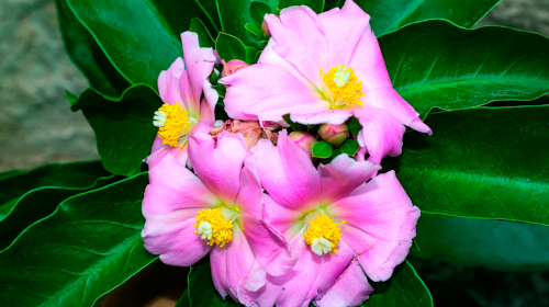 A imagem é uma foto. Em destaque está a planta ora-pro-nóbis, com folhas verde-escuras e flor rosa e amarela