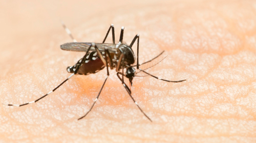 A imagem é uma foto. O mosquito Aedes Aegypti, que é preto com pontinhos brancos, está sobre a pele de uma pessoa branca.